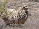 Mouton australien militant contre la tonte de la laine (janvier 2007).