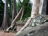 photo Les arbres de hugues