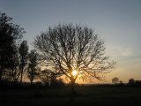 photo Les arbres de sajul95