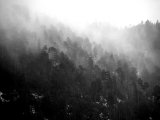 photo Les arbres de Bob Equatore