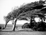 photo Les arbres de blanctitane