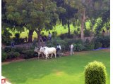 Pour que le Taj Mahal garde sa splendeur les jardiniers passent la tondeuse  :))