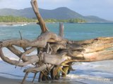 Martinique : arbre mort sur une plage.