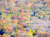 Zoom sur Central Park au meilleur de l'automne (New-York).