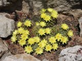 Cactus fleuris du jardin botanique de Monaco