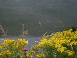 Couleur jaune - Photo de Sofie