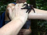 En Martinique, le passage de mains en mains d'une charmante petite mygale