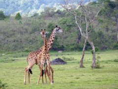 Voyage organis en  Tanzanie de 1 semaine (Fvrier 2008) racont par fenotte2003