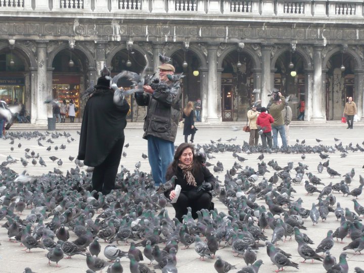 Photo De Voyage A Venise Italie N 17 Les Fameux Pigeons De La Place St Marc